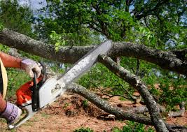 Best Tree Trimming and Pruning  in Jim Thorpe, PA