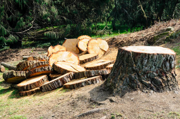 How Our Tree Care Process Works  in  Jim Thorpe, PA